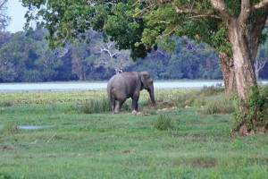 A lone Elephant in Lahugala near (Arugam Bay)
