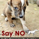 Save Arugam Bay dogs!