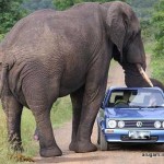 Elephant-v- VW