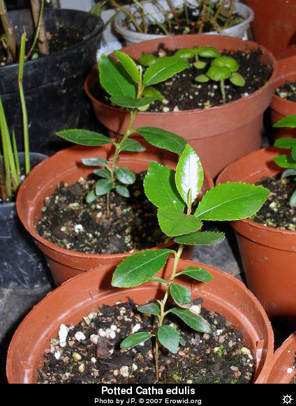 Khat Plant Sample