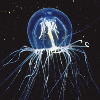 Jellyfish Gotham