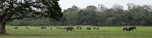 Lahugala Elephants
